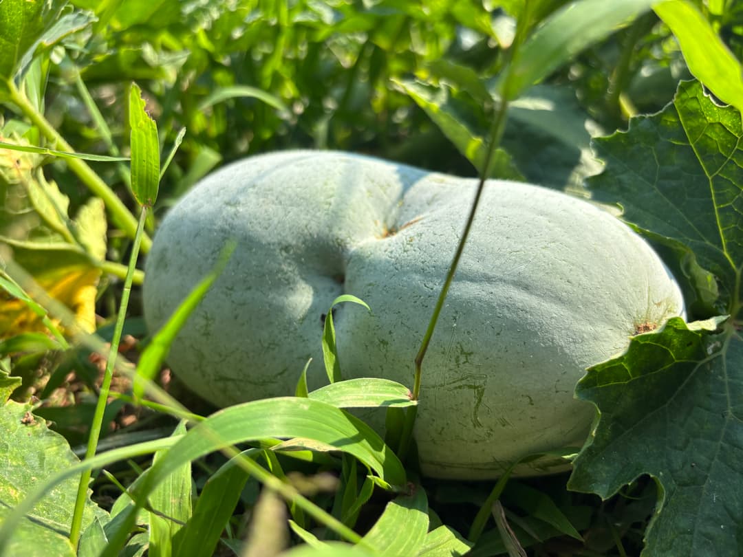 Fresh from Varaha Roopa Farms: Your Source for Organic Vegetables in Mangalore