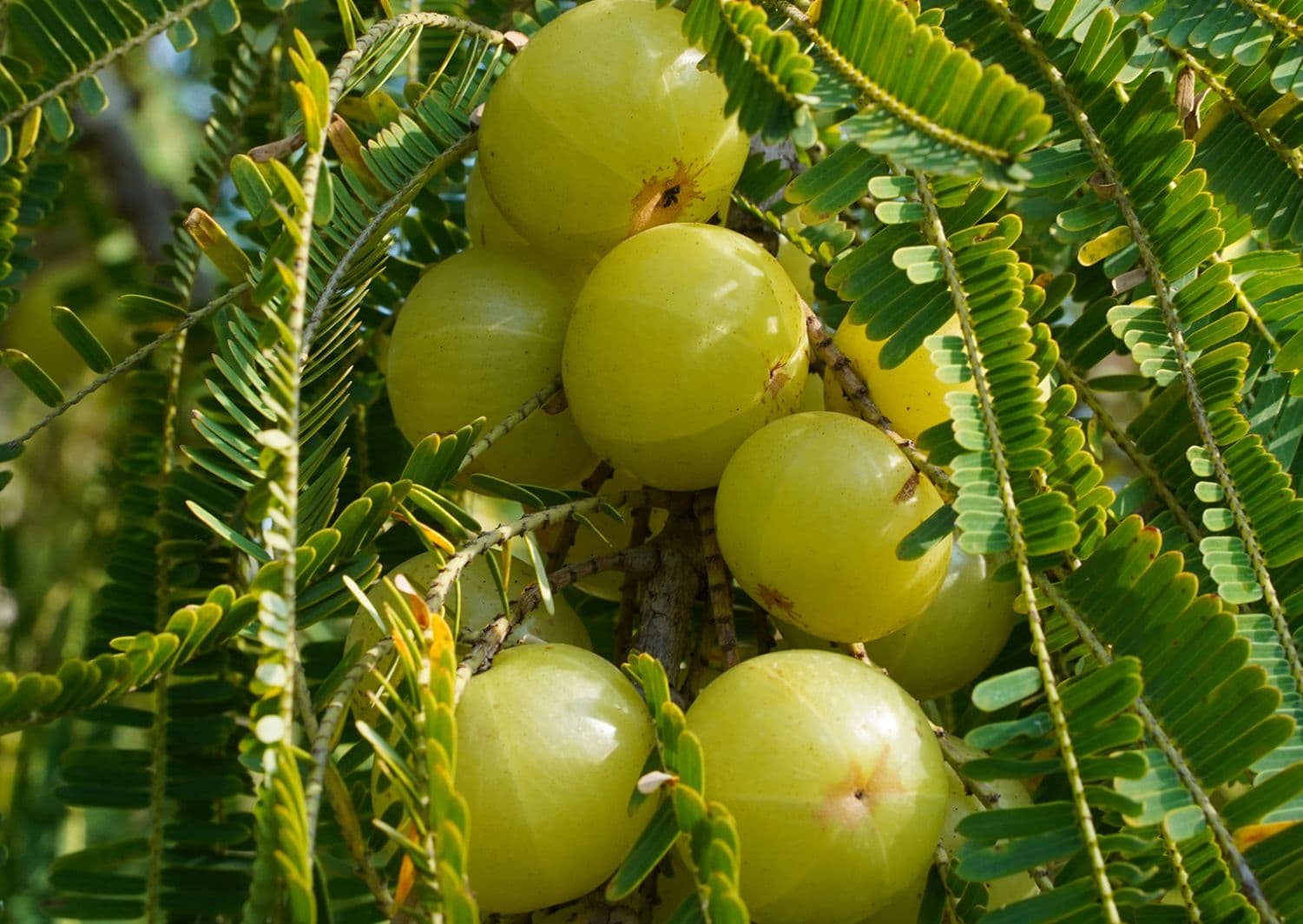 Amla (Indian Gooseberry)