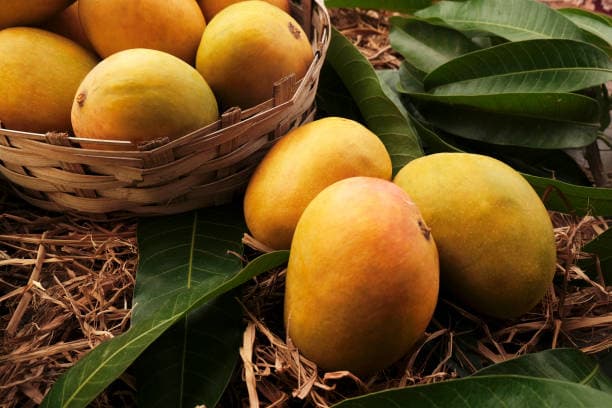 Golden Mango