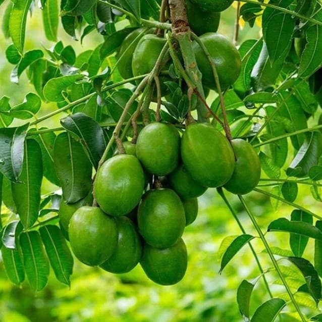 Hog Plum