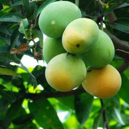 Nambiyar / Kutyatur Mango