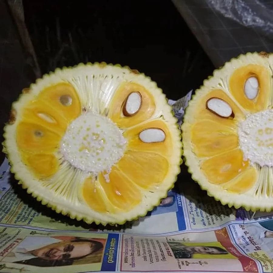 Normal Yellow (Vietnam) Jack