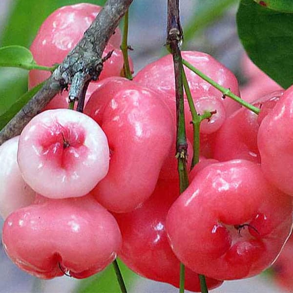 Syzygium (Water Apple/Rose Apple)