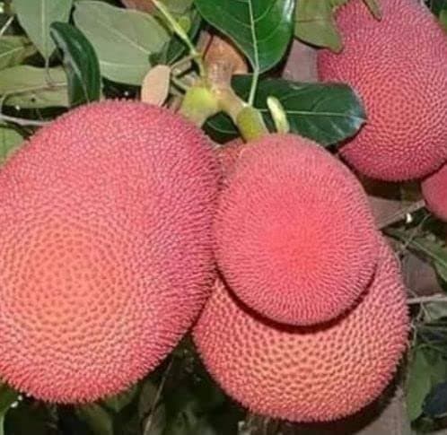 Vietnam Seedless Jack