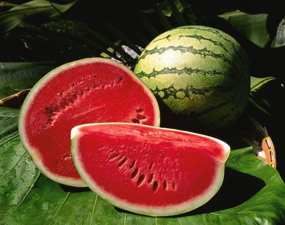 Watermelon