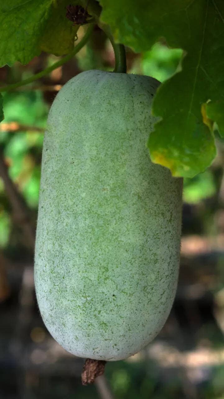 Ash gourd